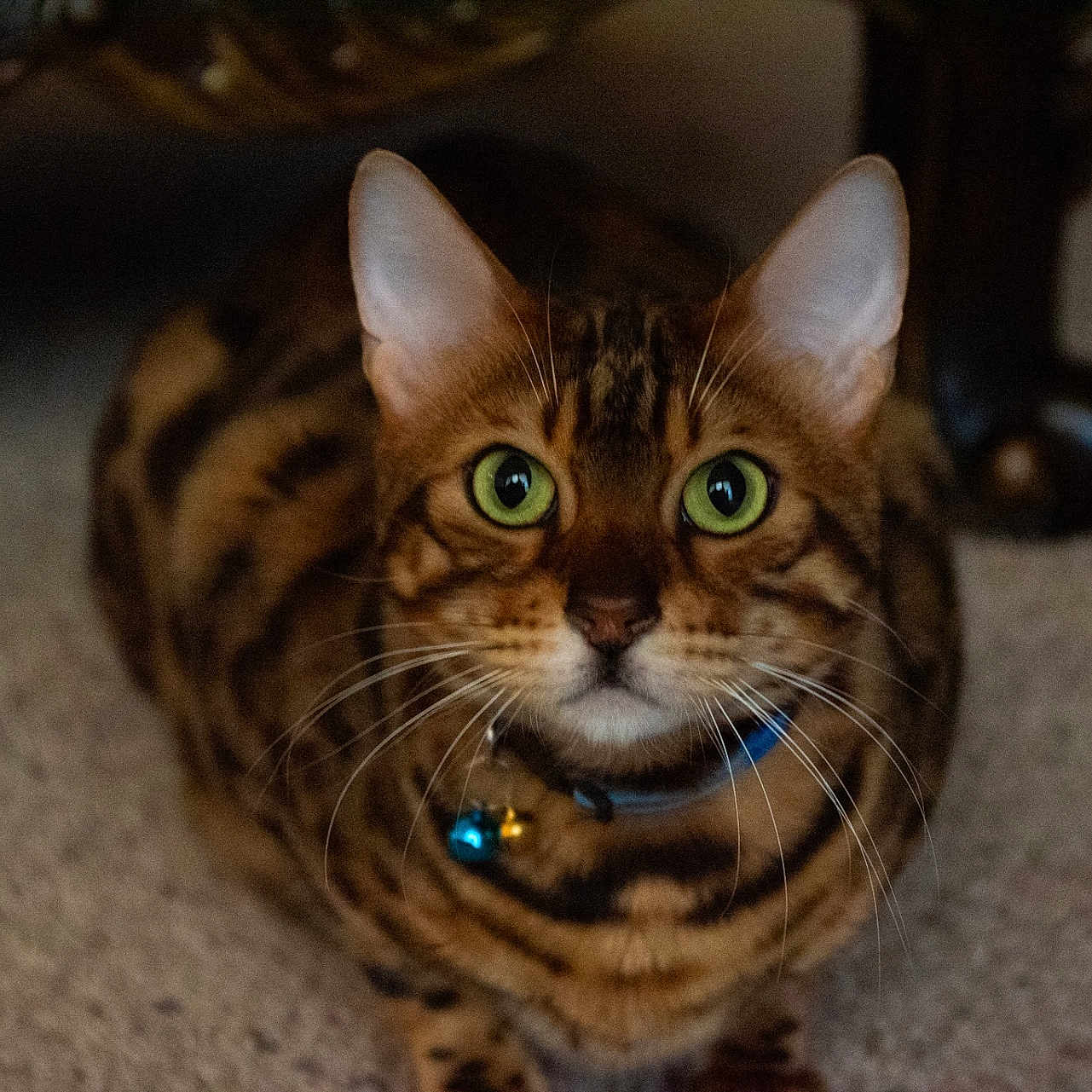Orion