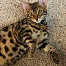 Orion is registered to the contest to win money with this photo: bengal_cat, cat, pet, animal, feline, spotted_coat, green_eyes, whiskers, collar, carpet, indoor, relaxed, lying_down, cute, curious, fur, close_up, domestic_cat, mammal, portrait