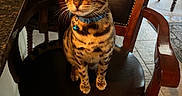 Orion is registered to the contest to win money with this photo: cat, bengal_cat, pet, indoor, chair, leather, wood, furniture, floor, tile_floor, collar, blue_collar, domestic_cat, animal, sitting, striped, whiskers, ears, eyes, home