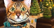 Orion joined the competition — help win amazing prizes! animal, bengal_cat, blurred_background, cat, christmas, close_up, collar, curious, cute, domestic_cat, ears, feline, fur_pattern, green_eyes, holiday_decor, indoor, pet, portrait, teal, whiskers