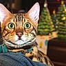 cat, bengal_cat, close_up, green_eyes, collar, pet, animal, indoor, christmas, holiday_decor, blurred_background, feline, whiskers, ears, portrait, cute, domestic_cat, fur_pattern, teal, curious