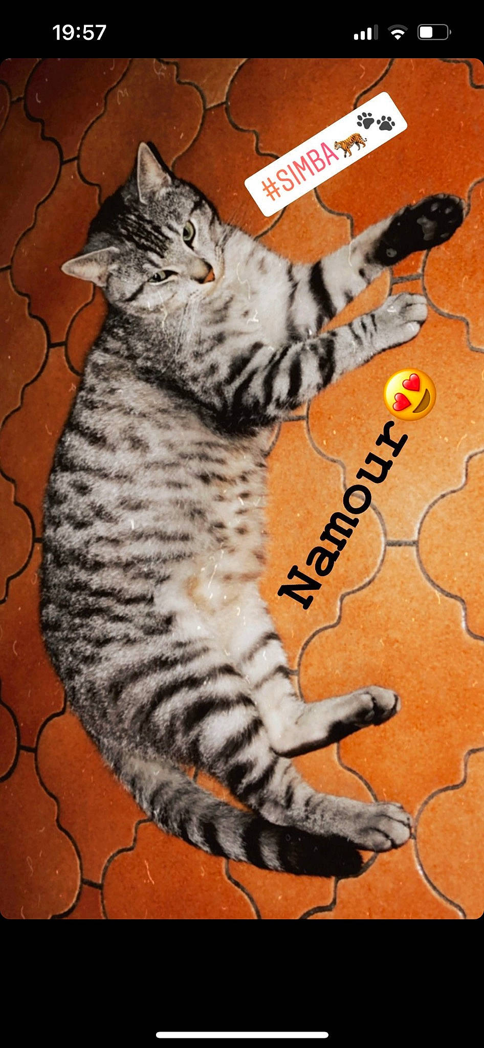 Simba a rejoint le concours — aidez-le/la à gagner de superbes lots ! art, carnivore, cat, claw, domestic_short_haired_cat, felidae, flooring, font, foot, fur, mammal, pattern, paw, sitting, small_to_medium_sized_cats, snout, tail, terrestrial_animal, vertebrate, whiskers