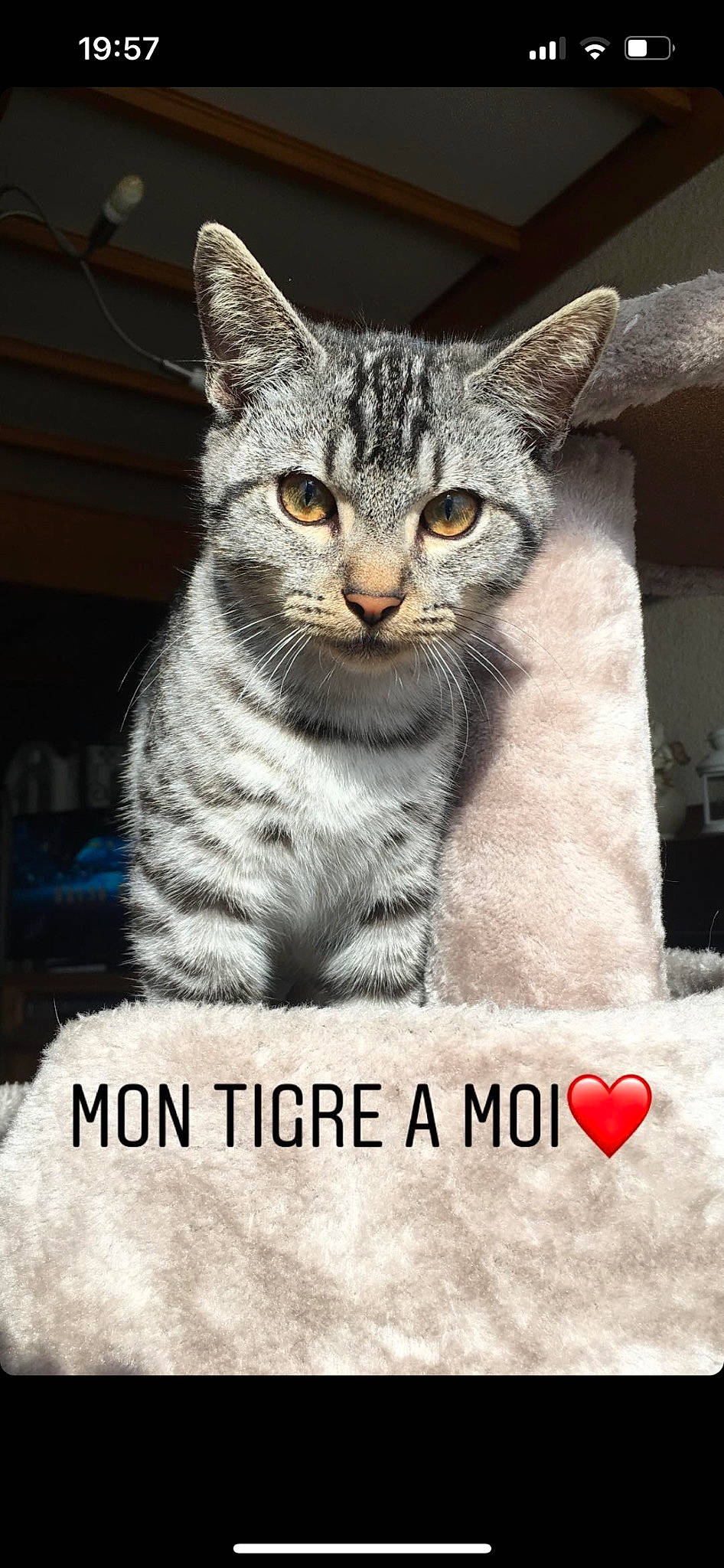 Simba participe au concours pour gagner de l'argent avec cette photo : carnivore, cat, domestic_short_haired_cat, felidae, font, fur, internet_meme, organism, paw, photo_caption, sitting, small_to_medium_sized_cats, snout, tail, terrestrial_animal, whiskers, wildlife, window