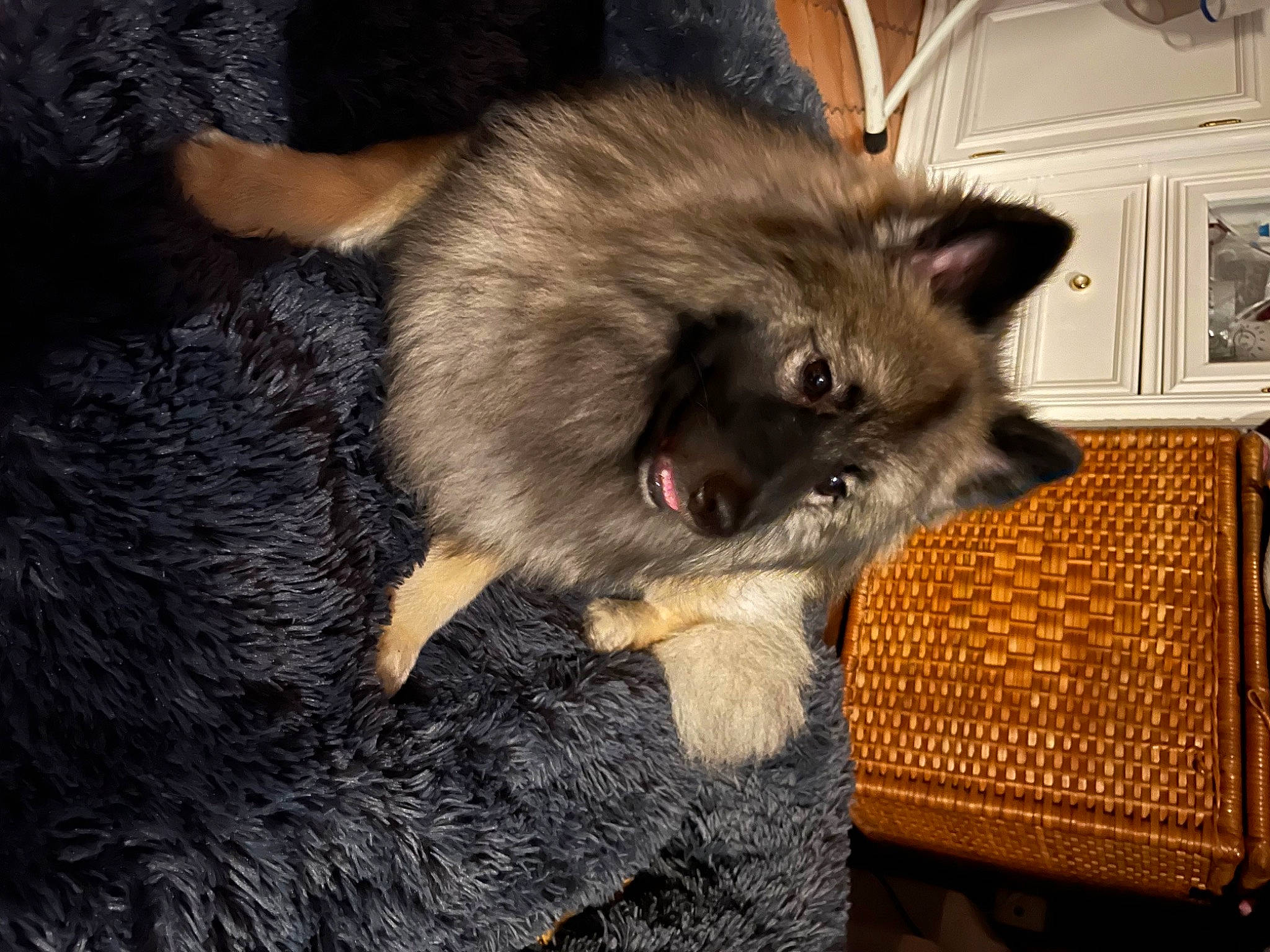 Maëko participe au concours pour gagner de l'argent avec cette photo : cabinetry, canidae, carnivore, claw, companion_dog, dog_breed, fawn, felidae, fur, marsupial, natural_material, non_sporting_group, paw, picture_frame, small_to_medium_sized_cats, snout, sporting_group, tail, wall_plate, whiskers