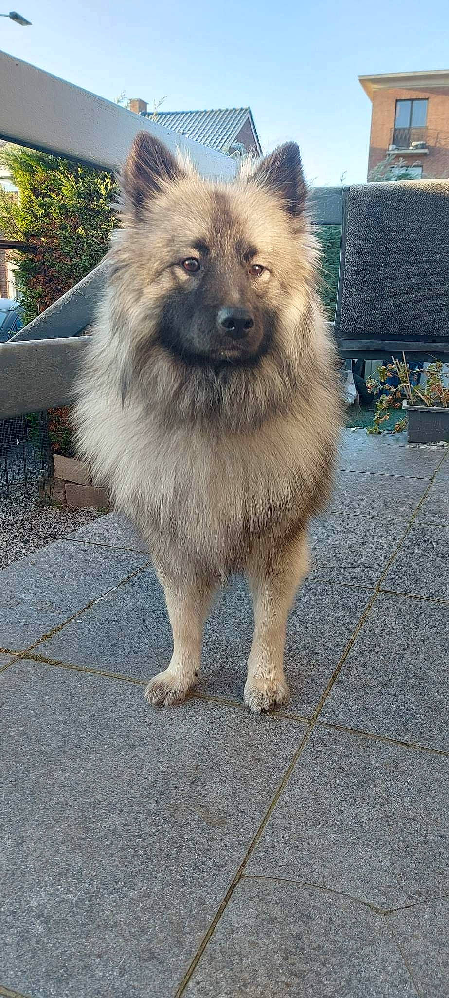 Maëko a rejoint le concours — aidez-le/la à gagner de superbes lots ! ancient_dog_breeds, canidae, carnivore, companion_dog, dog, dog_breed, fawn, fur, giant_dog_breed, non_sporting_group, road_surface, snout, sporting_group, tail, terrestrial_animal, working_animal, working_dog