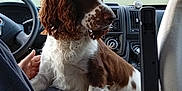 Ulysse participe au concours pour gagner de l'argent avec cette photo : dog, brown, white, vehicle, car_interior, person, hand, window, foggy, seat, pet, animal, fur, looking, lap, comfort, travel, transportation, dashboard, steering_wheel
