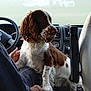 dog, brown, white, vehicle, car_interior, person, hand, window, foggy, seat, pet, animal, fur, looking, lap, comfort, travel, transportation, dashboard, steering_wheel
