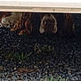 dog, paws, snout, rocks, gravel, undervehicle, outdoor, fur, brown, white, animal, pet, shadow, ground, nature, resting, hidden, lowlight, closeup, curlyfur
