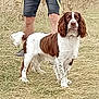 dog, brown_and_white, grass, outdoor, person, legs, shorts, shoes, animal, canine, field, pet, standing, alert, nature, summer, fur, ears, tail, walking