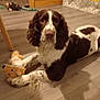dog, brown_and_white, plush_toy, indoor, wooden_floor, lying_down, pet, toy_bear, table_leg, curtains, home, flooring, animal, domestic_animal, canine, fur, four_legs, playful, relaxed, companion