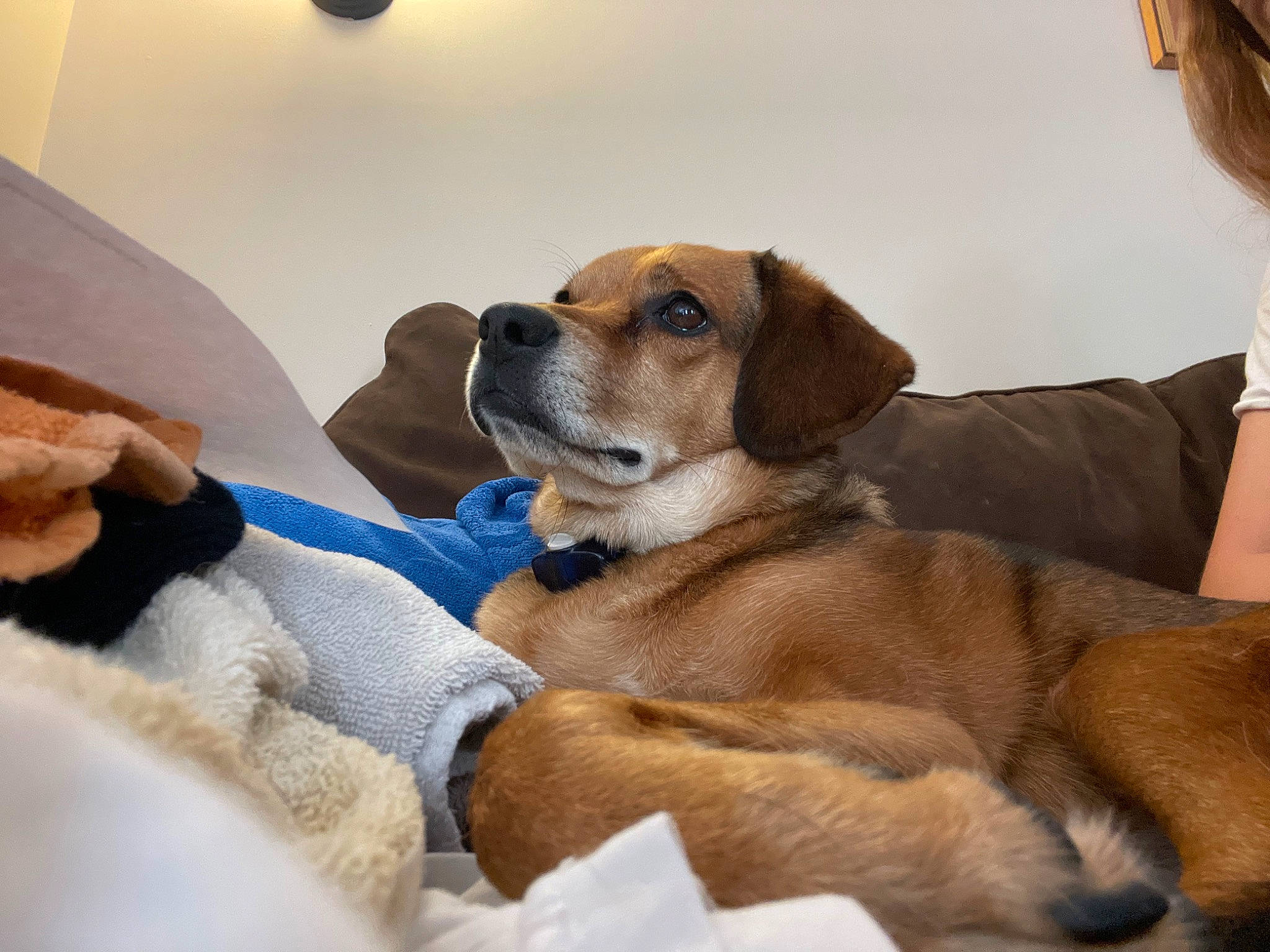 Clara is registered to the contest to win money with this photo: beagle, beaglier, carnivore, collar, comfort, companion_dog, dog, dog_breed, fawn, finnish_hound, fur, hound, hunting_dog, paw, puppy_love, scent_hound, sporting_group, whiskers, working_dog
