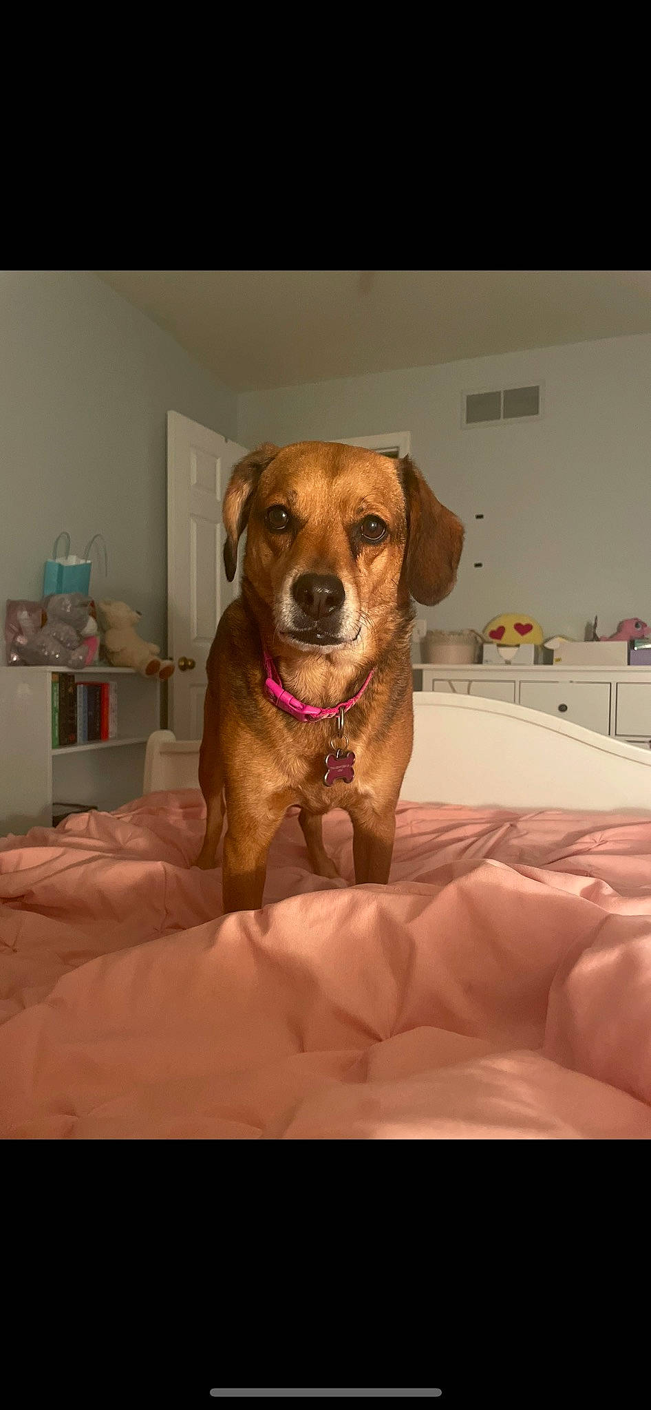 Clara is registered to the contest to win money with this photo: carnivore, collar, comfort, companion_dog, dog, dog_breed, dog_supply, fawn, flooring, fur, guard_dog, hound, hunting_dog, linens, liver, pet_supply, snout, sporting_group, whiskers, working_animal