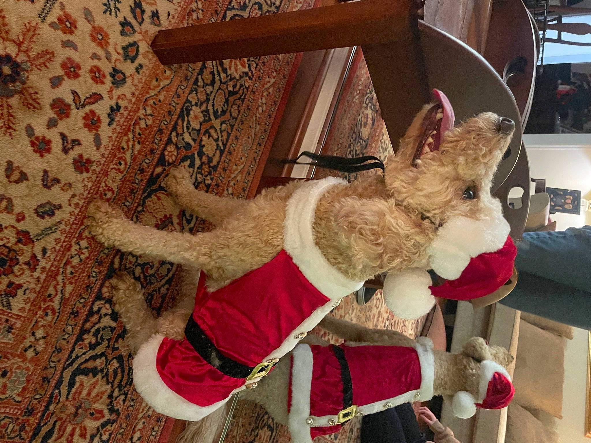 Ella is registered to the contest to win money with this photo: art, carmine, carnivore, collar, companion_dog, costume, dog, event, fawn, flooring, fun, fur, hat, holiday, magenta, pattern, sporting_group, stuffed_toy, textile, wood