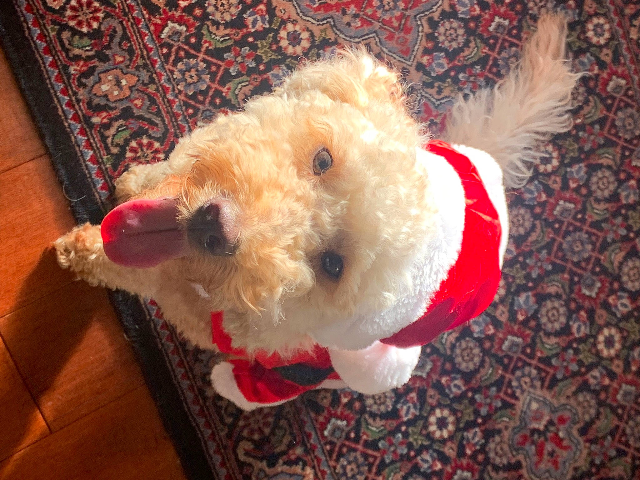 Ella joined the competition — help win amazing prizes! canidae, carnivore, companion_dog, dog, dog_breed, dog_clothes, dog_supply, fawn, fur, labradoodle, pet_supply, plush, small_terrier, snout, sporting_group, stuffed_toy, terrier, toy, toy_dog, working_animal