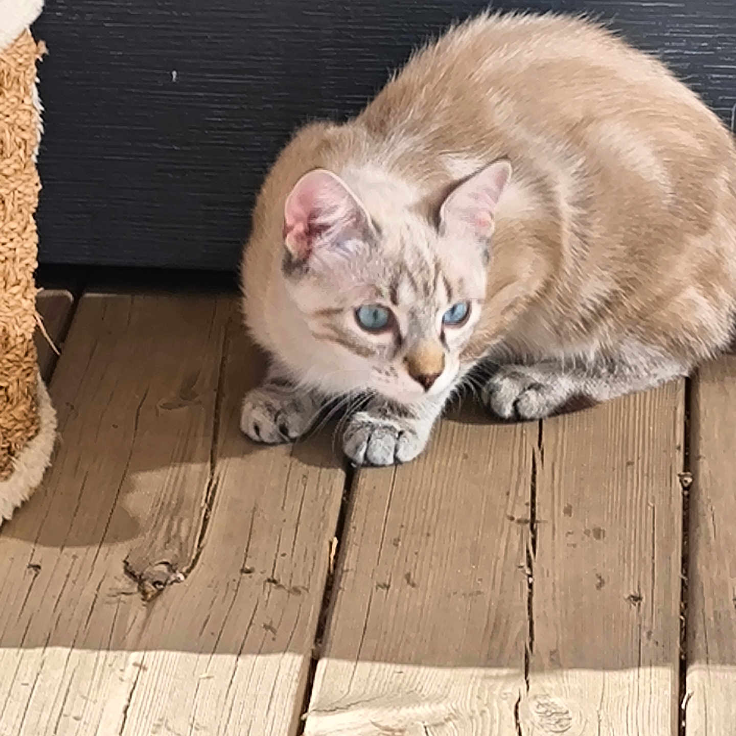 Luna participe au concours pour gagner de l'argent avec cette photo : abyssinian, animal, architecture, boardwalk, building, cat, deck, hardwood, house, housing, indoors, interiordesign, kitten, manx, pet, plywood, porch, siamese, stainedwood, wood