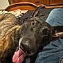 dog, tongue_out, close_up, brown_fur, black_fur, pet, indoor, furniture, wooden, fabric, jeans, plaid_shirt, resting, happy, canine, bed, human, animal, companion, cute