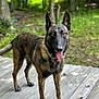 Mali joined the competition — help win amazing prizes! dog, canine, brindle_coat, outdoor, wooden_deck, forest, greenery, ears_up, tongue_out, pet, animal, standing, nature, daylight, happy, alert, muzzle, fur, collar, backyard