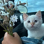 Smokey joined the competition — help win amazing prizes! kitten, cat, white_cat, flower, hand, blanket, car_interior, window, sky, cloudy_sky, pet, animal, cute, young_animal, domestic_cat, feline, looking, close_up, indoor, soft_texture