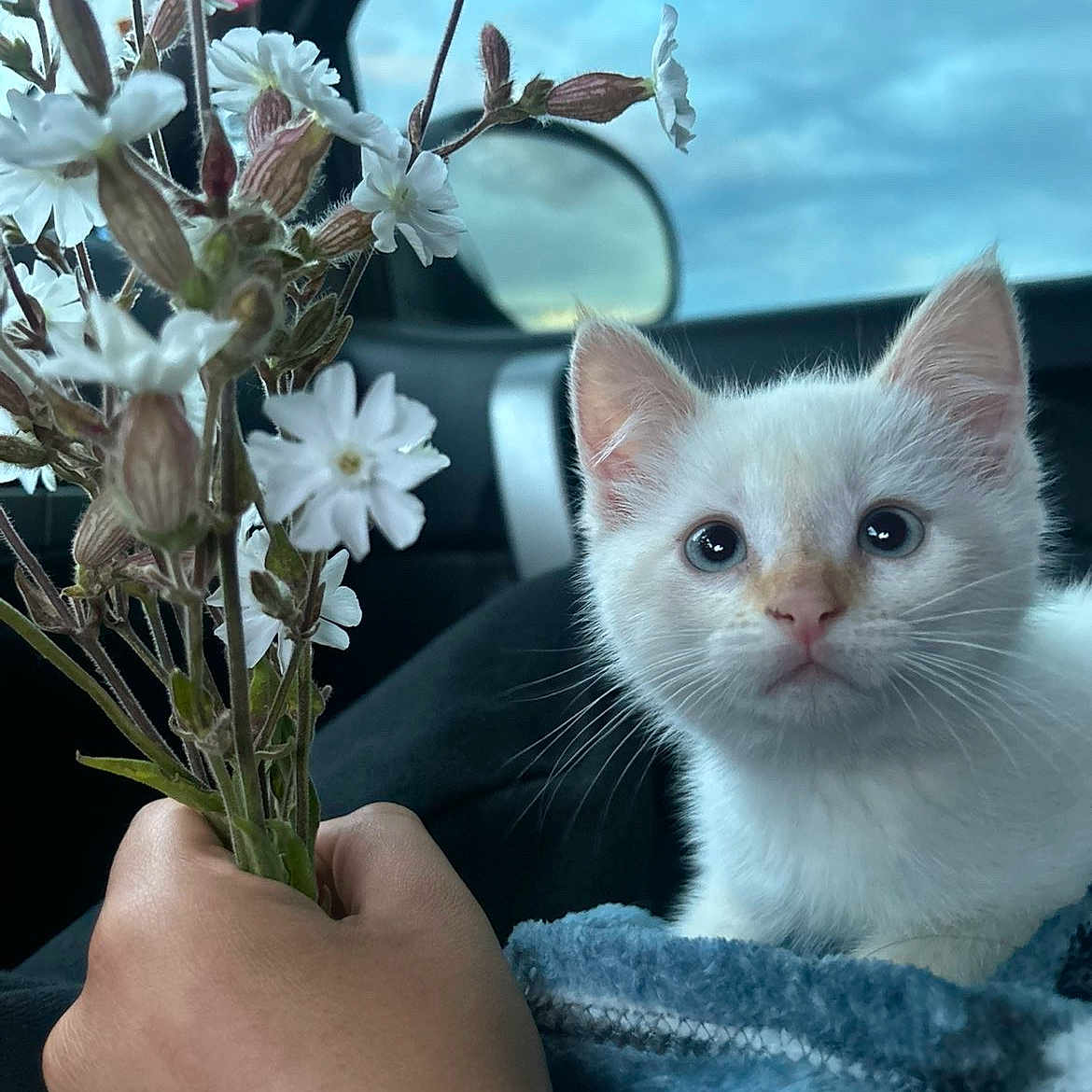 Smokey joined the competition — help win amazing prizes! kitten, cat, white_cat, flower, hand, blanket, car_interior, window, sky, cloudy_sky, pet, animal, cute, young_animal, domestic_cat, feline, looking, close_up, indoor, soft_texture