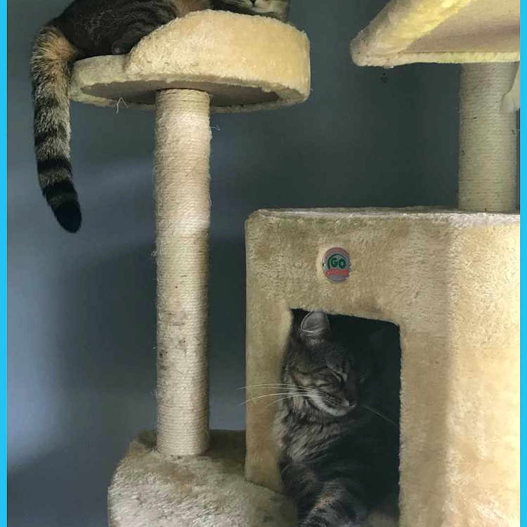 Simba And Ollie joined the competition — help win amazing prizes! abyssinian, angora, animal, architecture, blackcat, box, cat, den, doghouse, egyptiancat, fireplace, fountain, furniture, indoors, kennel, kitten, manx, panther, pet, siamese