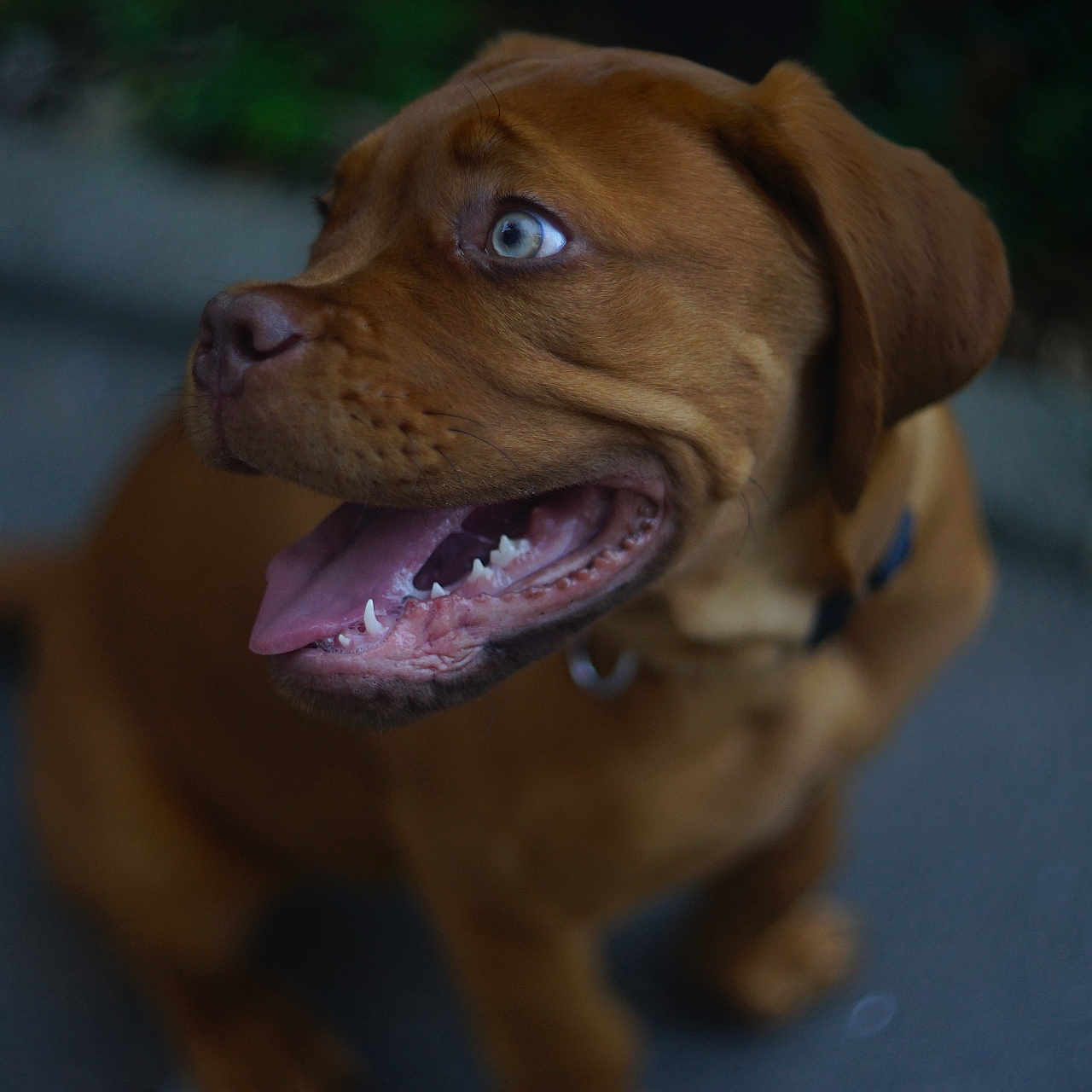 Badis participe au concours pour gagner de l'argent avec cette photo : animal, blue_eyes, blurred_background, brown_dog, canine, closeup, collar, cute, dog, expression, fur, happy, open_mouth, outdoor, pet, playful, portrait, sitting, tongue_out, young_dog