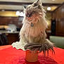 Tiffany joined the competition — help win amazing prizes! cat, fluffy, table, red_tablecloth, decorative_plate, pedestal, indoor, kitchen, blurred_background, feline, pet, whiskers, tail, closed_eyes, domestic_animal, soft_fur, collar, relaxed, warm_lighting, wooden_cabinets