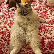 Tiffany is registered to the contest to win money with this photo: cat, fluffy, bed, bedspread, patterned, red, white, plush_toy, stuffed_animal, relaxed, indoor, pet, feline, cute, cozy, fur, animal, resting, comfort, domestic