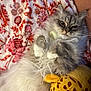 Tiffany is registered to the contest to win money with this photo: cat, fluffy, gray, white, pet, cute, relaxed, lying_down, plush_toy, giraffe, blanket, patterned, soft, indoor, cozy, whiskers, fur, animal, domestic, comfort
