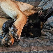 Lunatyk joined the competition — help win amazing prizes! dog, paw, sleeping, blanket, bed, fur, cozy, resting, indoor, cute, canine, animal, brown, black, comfort, relaxation, pet, snuggle, closeup, quiet