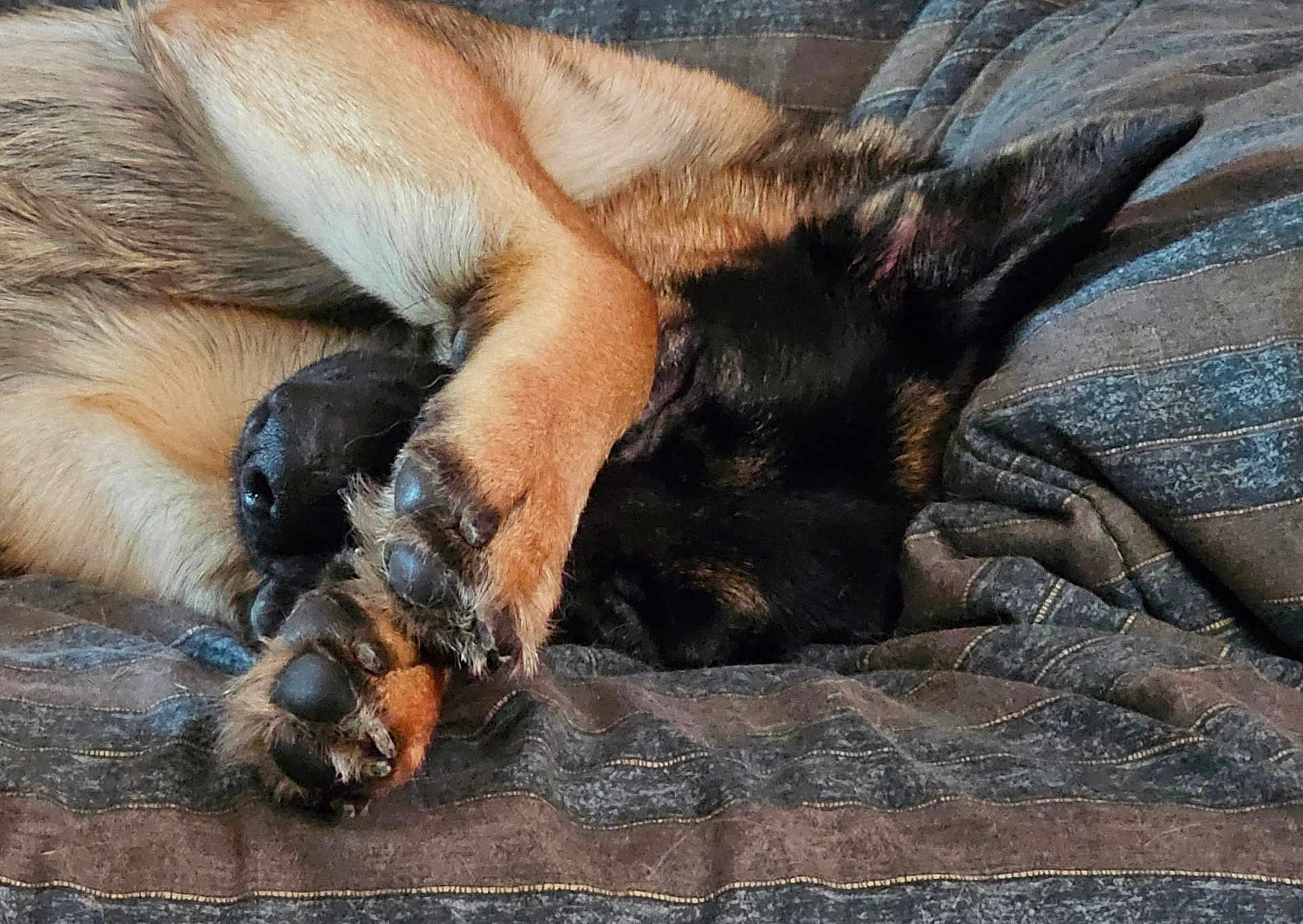 Lunatyk joined the competition — help win amazing prizes! dog, paw, sleeping, blanket, bed, fur, cozy, resting, indoor, cute, canine, animal, brown, black, comfort, relaxation, pet, snuggle, closeup, quiet