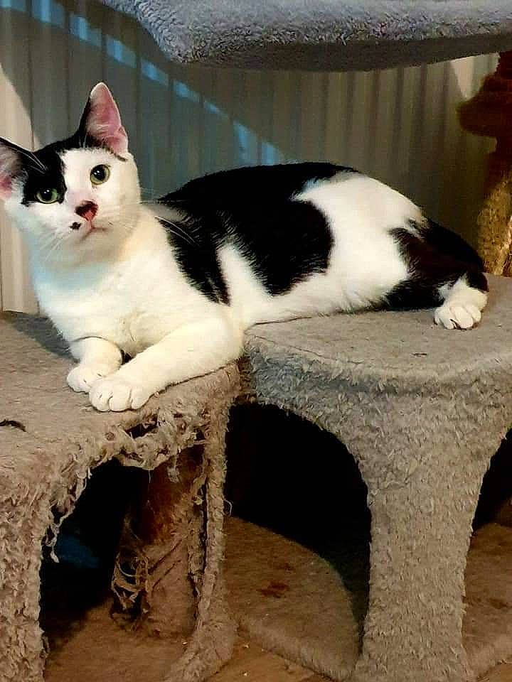 Domino participe au concours pour gagner de l'argent avec cette photo : carnivore, cat, cat_supply, claw, comfort, domestic_short_haired_cat, felidae, flooring, fur, paw, sitting, small_to_medium_sized_cats, snout, tail, terrestrial_animal, tree, whiskers, window, wood