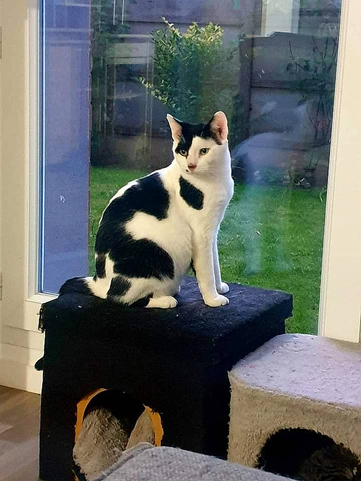 Domino participe au concours pour gagner de l'argent avec cette photo : carnivore, cat, comfort, door, felidae, formal_wear, fur, grass, plant, rectangle, sitting, small_to_medium_sized_cats, snout, stairs, tail, terrestrial_animal, tree, whiskers, window, wood