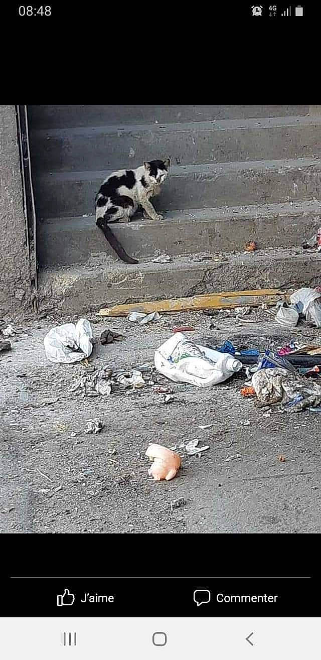 Domino participe au concours pour gagner de l'argent avec cette photo : asphalt, carnivore, cat, concrete, felidae, flooring, litter, monochrome, monochrome_photography, pollution, road, road_surface, shadow, sidewalk, small_to_medium_sized_cats, soil, street, tar, tints_and_shades, waste