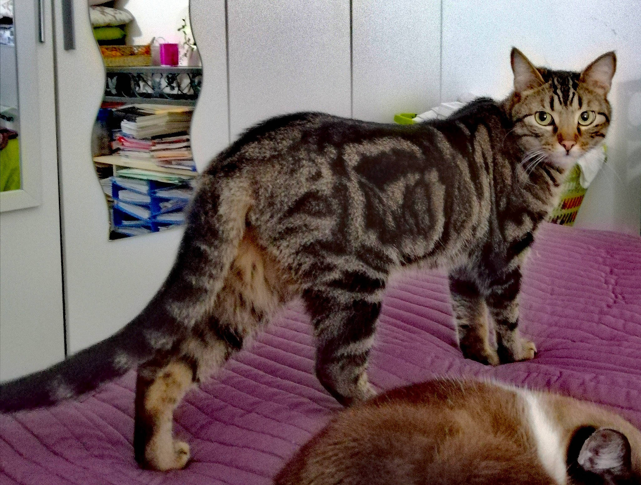 Rox a rejoint le concours — aidez-le/la à gagner de superbes lots ! carnivore, cat, claw, comfort, domestic_short_haired_cat, felidae, fur, paw, small_to_medium_sized_cats, snout, tail, terrestrial_animal, whiskers