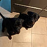 dog, black_dog, pets, indoor, kitchen, floor, tile_floor, looking_up, two_dogs, animal, canine, companion, domestic_animal, cute, waiting, curious, friendly, household, mammal, furry