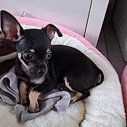 Borgia a rejoint le concours — aidez-le/la à gagner de superbes lots ! puppy, dog, bed, blanket, indoor, small_dog, black_dog, tan_markings, cute, pet, young, cozy, fur, ears, animal, resting, home, floor, furniture, soft