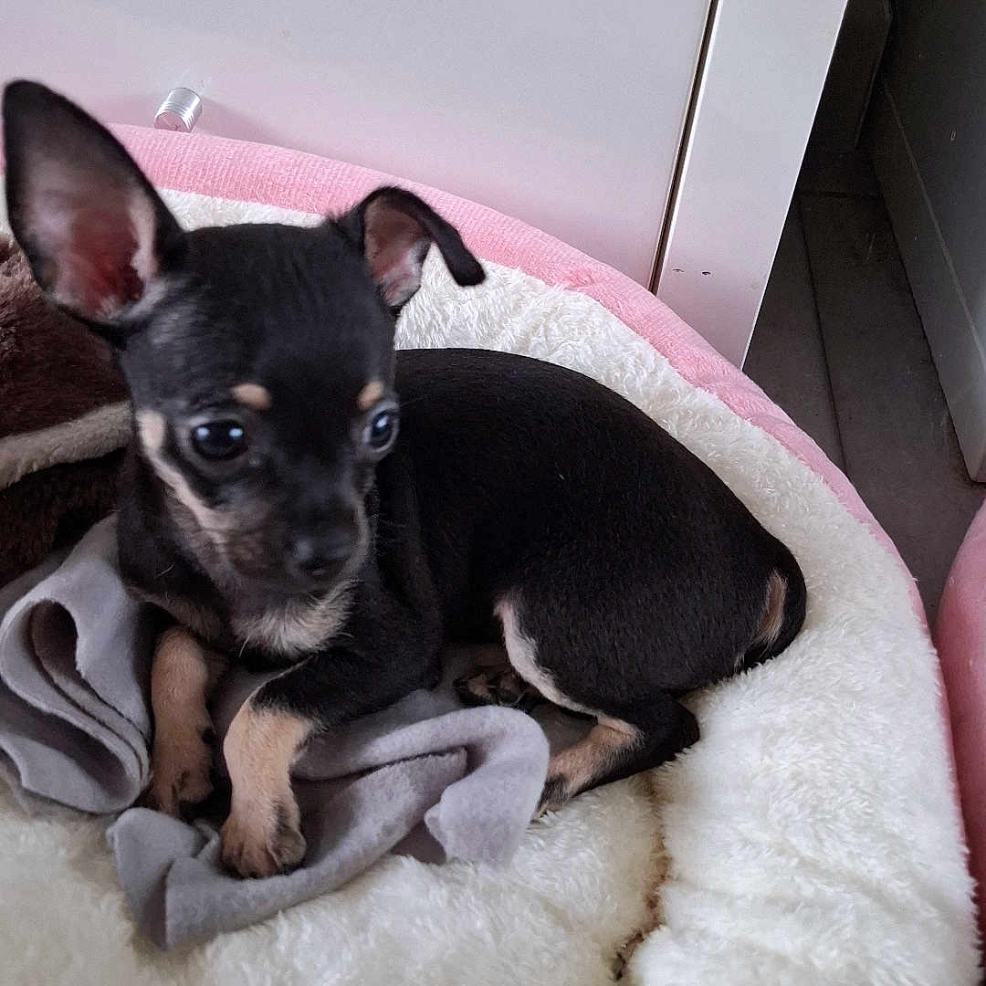Borgia a rejoint le concours — aidez-le/la à gagner de superbes lots ! puppy, dog, bed, blanket, indoor, small_dog, black_dog, tan_markings, cute, pet, young, cozy, fur, ears, animal, resting, home, floor, furniture, soft