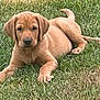 puppy, dog, grass, outdoor, animal, pet, young, cute, lying_down, brown_coat, floppy_ears, nature, canine, adorable, fur, mammal, playful, resting, summer, daylight
