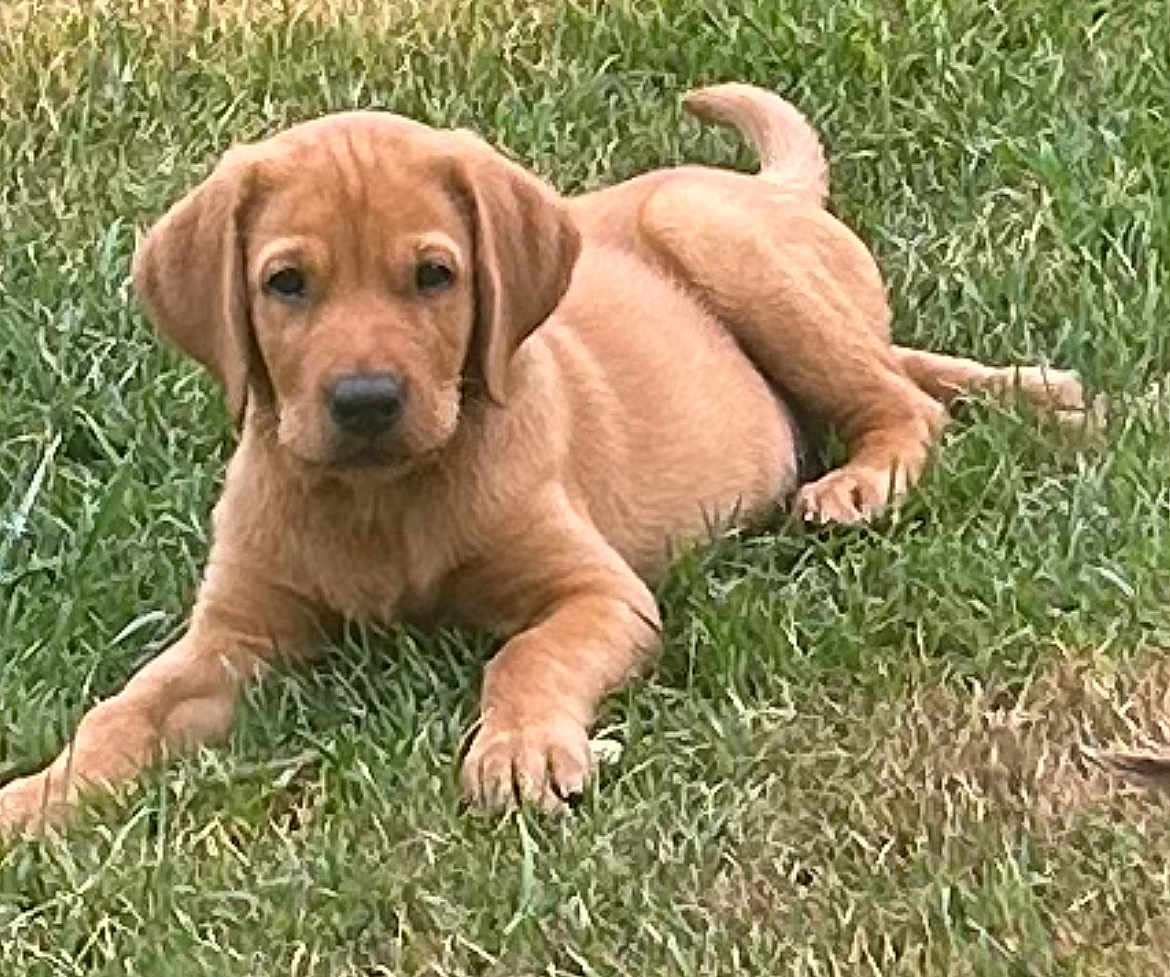 Azor a rejoint le concours — aidez-le/la à gagner de superbes lots ! puppy, dog, grass, outdoor, animal, pet, young, cute, lying_down, brown_coat, floppy_ears, nature, canine, adorable, fur, mammal, playful, resting, summer, daylight