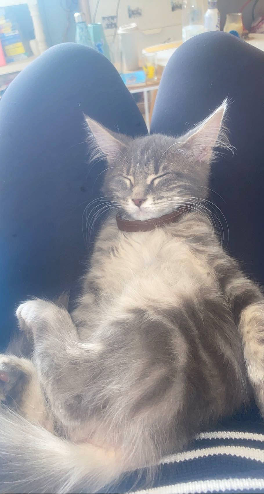 Thïa participe au concours pour gagner de l'argent avec cette photo : box, carnivore, cat, domestic_short_haired_cat, felidae, fur, paw, sky, small_to_medium_sized_cats, snout, whiskers, window