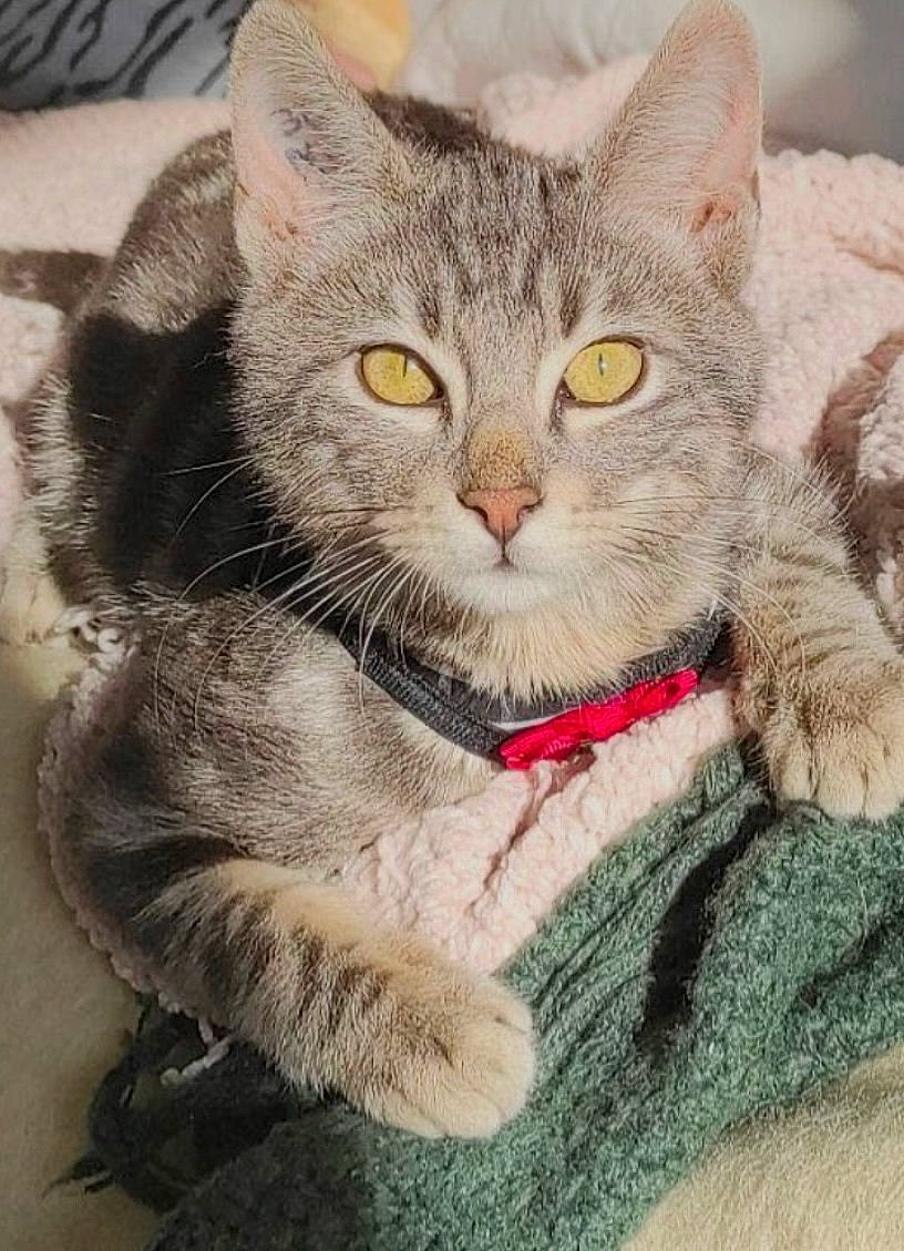 Spyke participe au concours pour gagner de l'argent avec cette photo : carnivore, cat, claw, domestic_short_haired_cat, door, felidae, fur, paw, photo_caption, small_to_medium_sized_cats, snout, tail, terrestrial_animal, whiskers, wildlife, window