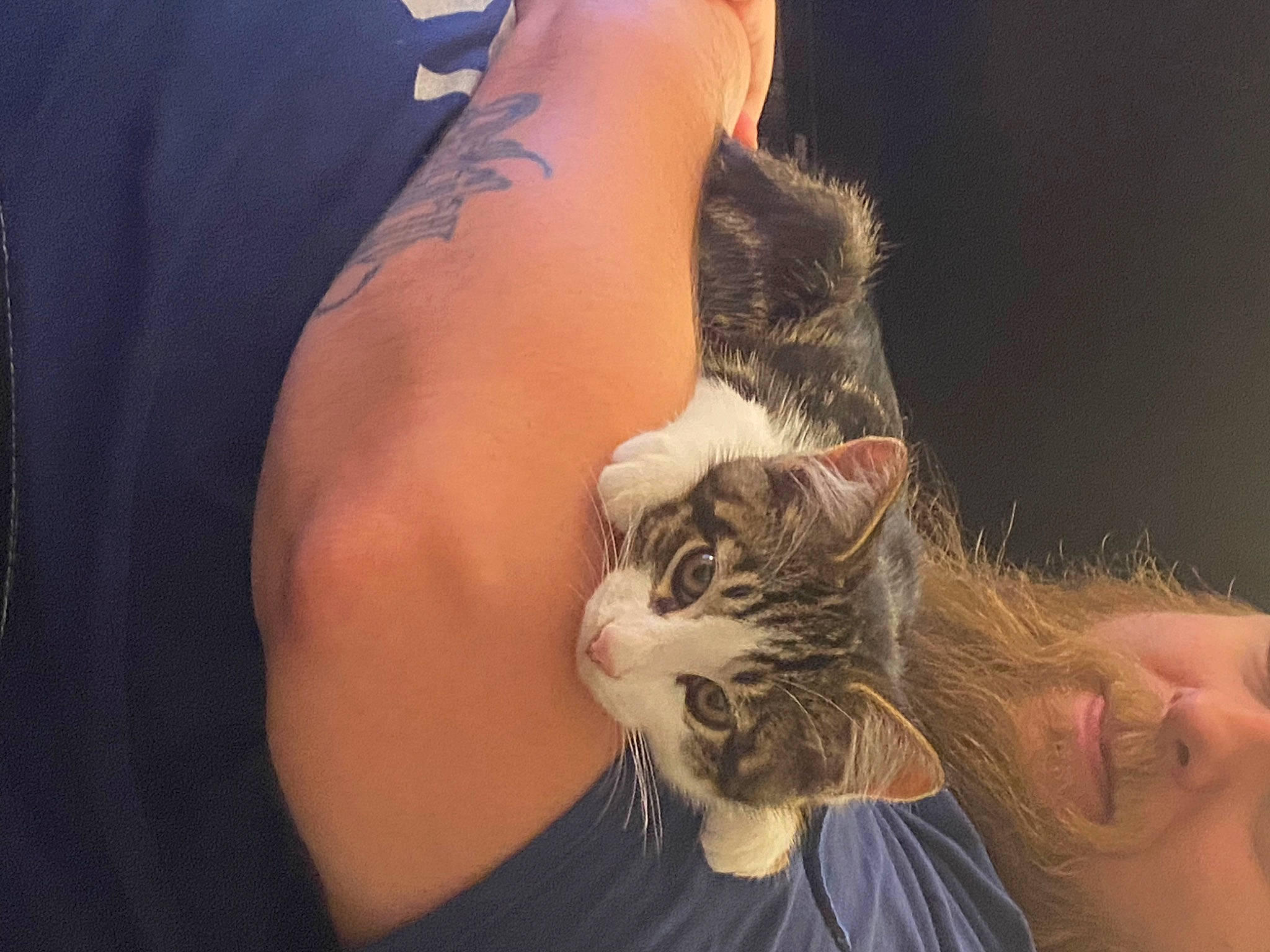 Goose is registered to the contest to win money with this photo: beard, carnivore, cat, claw, domestic_short_haired_cat, elbow, facial_hair, fawn, felidae, fur, gesture, grass, human_leg, nail, paw, small_to_medium_sized_cats, tail, temporary_tattoo, whiskers, wrist