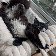 Roca is registered to the contest to win money with this photo: animal, black_and_white, cat, cozy, cushion, feline, fluffy, fur, home, indoor, paw, pet, relaxed, resting, sleeping, soft, stretching, sunlight, whiskers, window