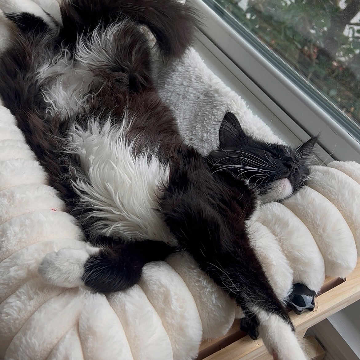 Roca is registered to the contest to win money with this photo: animal, black_and_white, cat, cozy, cushion, feline, fluffy, fur, home, indoor, paw, pet, relaxed, resting, sleeping, soft, stretching, sunlight, whiskers, window