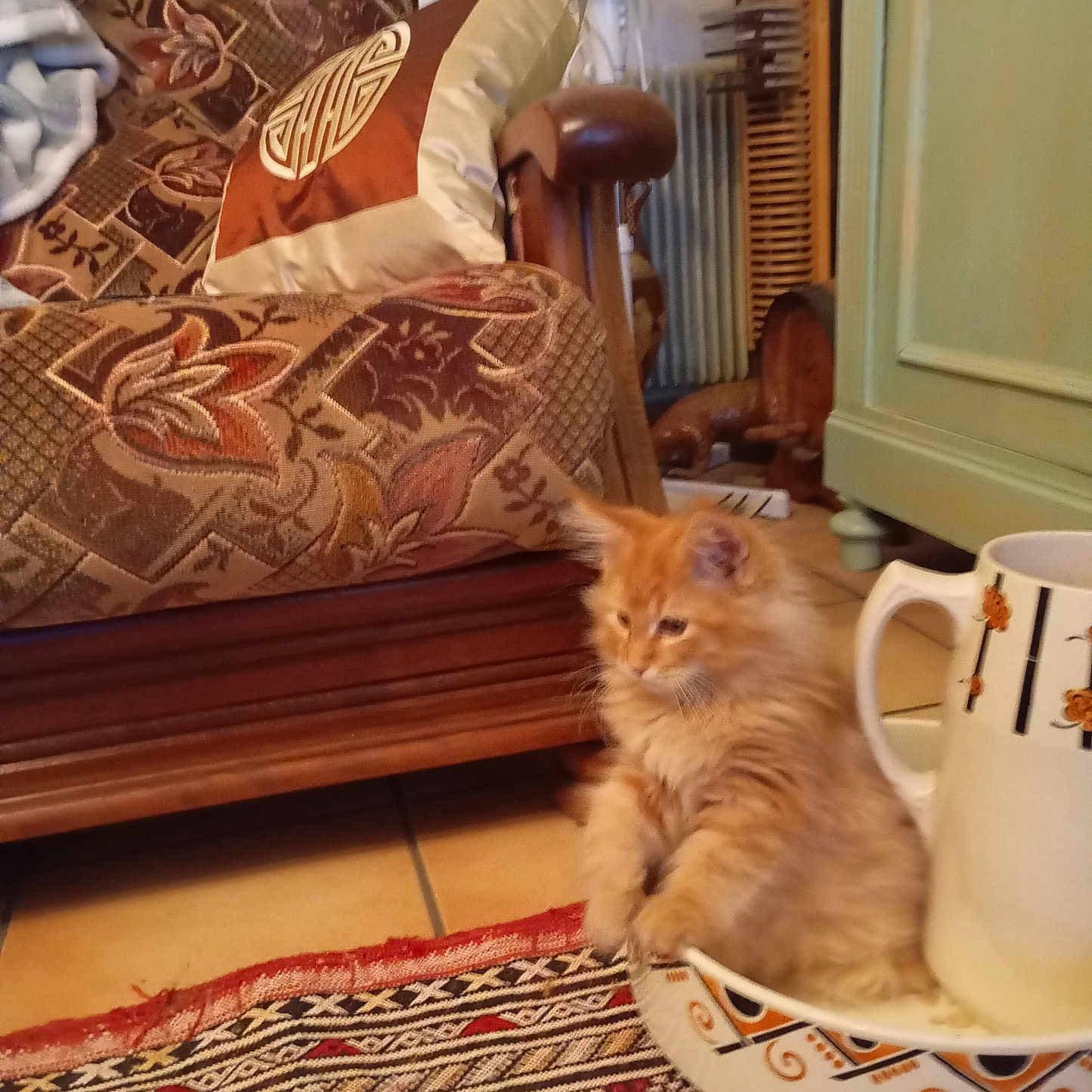 Pillou a rejoint le concours — aidez-le/la à gagner de superbes lots ! animal, architecture, beverage, building, cat, chair, coffee, couch, cup, cushion, furniture, homedecor, indoors, kitten, livingroom, pet, plywood, pottery, room, wood