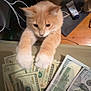 animal, cat, close_up, cords, curious, currency, dollar_bills, domestic_cat, feline, household_items, indoor, money, orange_cat, paws, pet, playful, table, us_currency, white_paws, wooden_floor