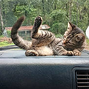 Prissy joined the competition — help win amazing prizes! kitten, tabby, cat, dashboard, car_interior, raindrops, windshield, greenery, outdoor, nature, vehicle, stretching, pet, feline, cute, animal, relaxing, young_cat, playful, window