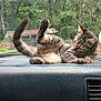 kitten, tabby, cat, dashboard, car_interior, raindrops, windshield, greenery, outdoor, nature, vehicle, stretching, pet, feline, cute, animal, relaxing, young_cat, playful, window