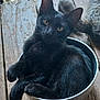 amber_eyes, animal, black_cat, bowl, cat, cozy, curled_up, cute, domestic_cat, ears, feline, fur, looking, metal_bowl, outdoor, pet, resting, sitting, whiskers, wooden_floor