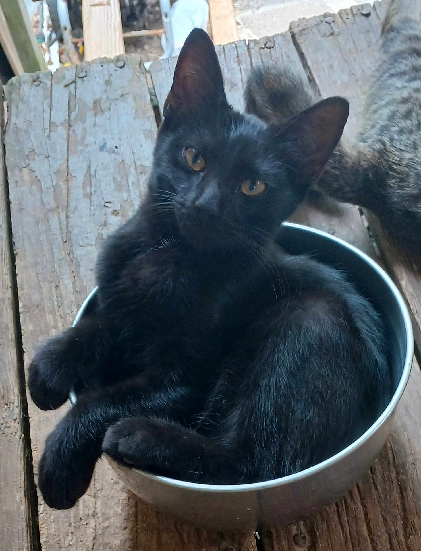 Lover Boy joined the competition — help win amazing prizes! black_cat, cat, animal, pet, feline, bowl, wooden_floor, curled_up, sitting, looking, amber_eyes, cozy, domestic_cat, fur, whiskers, ears, outdoor, resting, metal_bowl, cute